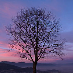 фото "In the morning dawn"