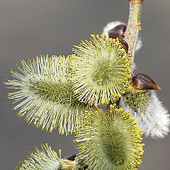 photo "Willow (memoirs on spring)"