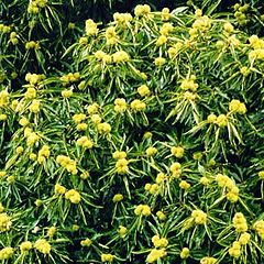 фото "Sweet Chestnut Flowers"