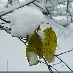 фото "Снежок"