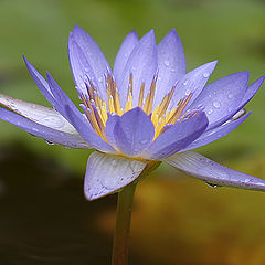 photo "Flower of a lotus"