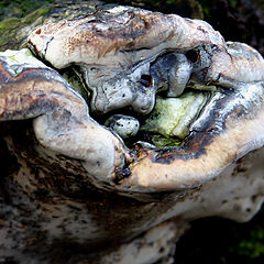 photo "Mushroom Man"