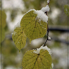 photo "The sadness are vain..."