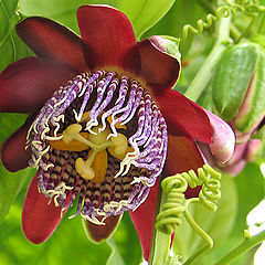 photo "Passiflora"