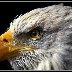 photo "The Portrait of the Predator"