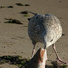 фото "I am eating"