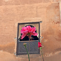 photo "Spanish rose"