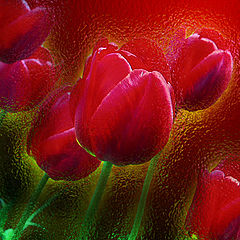 photo "Neverseen wonder (glassed tulips)"