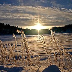 фото "Cold winter mood at Dragvoll"
