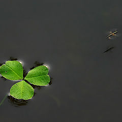 photo "Mosquito flight"