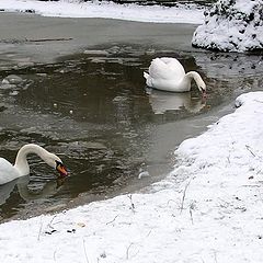 photo "Ducks, swans!"