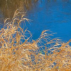 photo "Two colors of autumn"