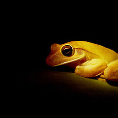 photo "Treefrog 2"