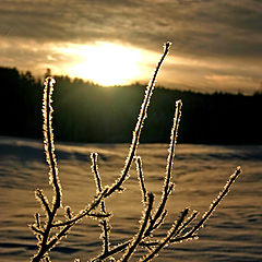 photo "Ice crystals"