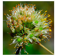 photo "Empty photo-which pleases with the paints"