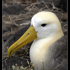 photo "Albatros (Diomedea irrorata)"