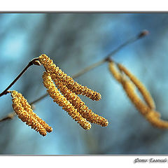 photo ""Ear rings""