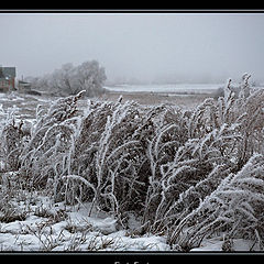 photo "First Frost"