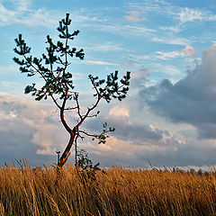 photo "November picture with pine"