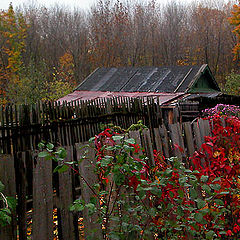 photo "Colors of autumn"