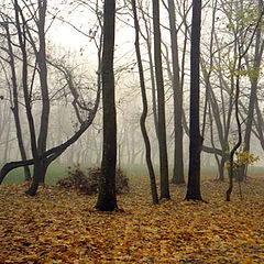 photo "Fall fog"