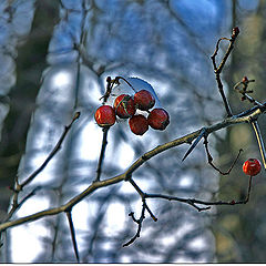 photo "Winter berry"