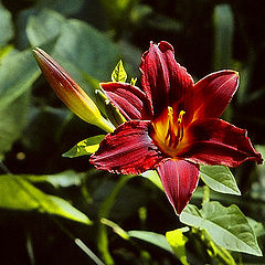 photo "The lily"