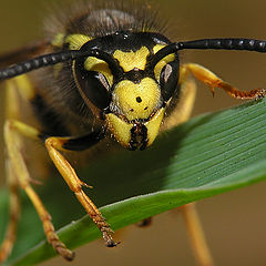 photo "Wasp`s Portrait"