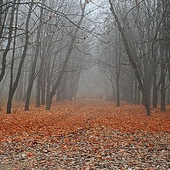 photo "Misty autumn"