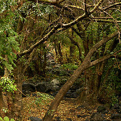 photo "after rain"