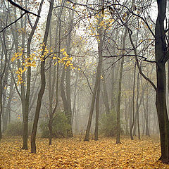 photo "Fall fog (2)"