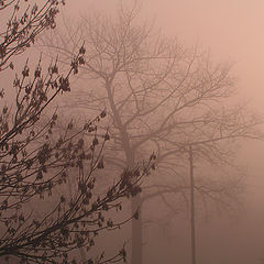 фото "Foggy Morning (Overlook from my window)"