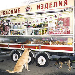 photo "dogs&hotdogs"
