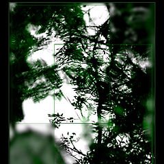 photo "Green Mood Etude"