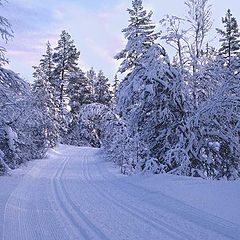 photo "On the ski track."