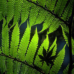 photo "Fern"