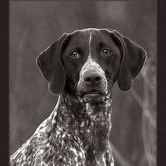 фото "Portrait of a dog"