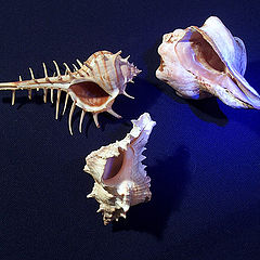 photo "Red Sea Shells"