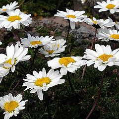 photo "Las floras cerca del montana..."