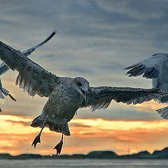 photo "Three gull"