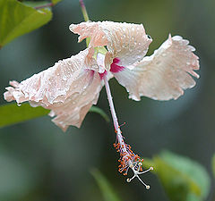 photo "Rain on Maldives."