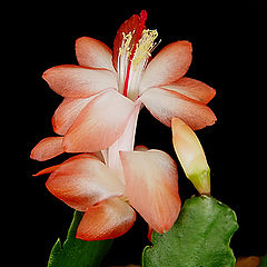 photo "Cactus Flower 2"