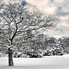 photo "Whiter shade ..."