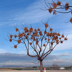 фото "tree"