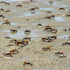 фото "Crabs Sea"