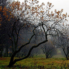 photo "Sad garden"