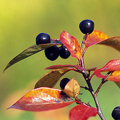 photo "Berries"
