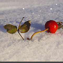 photo "On a snow..."