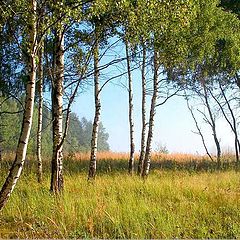 photo "Birch morning"