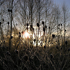 photo "Icey stalks"